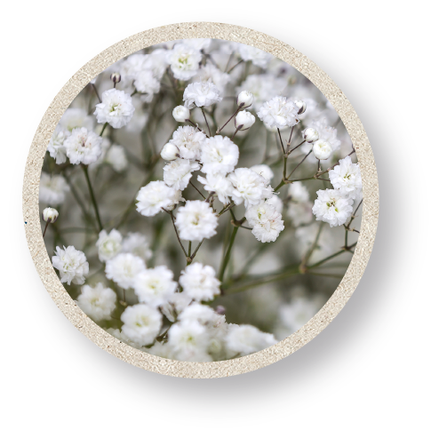 Gypsophilia