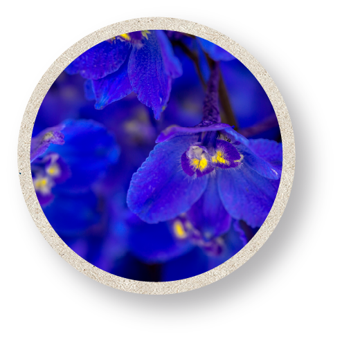 Delphinium