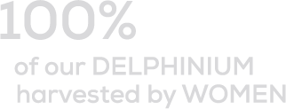 100% of our DELPHINIUM